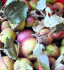 Geerntete Äpfel