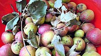 Herbst und Apfelernte 2023